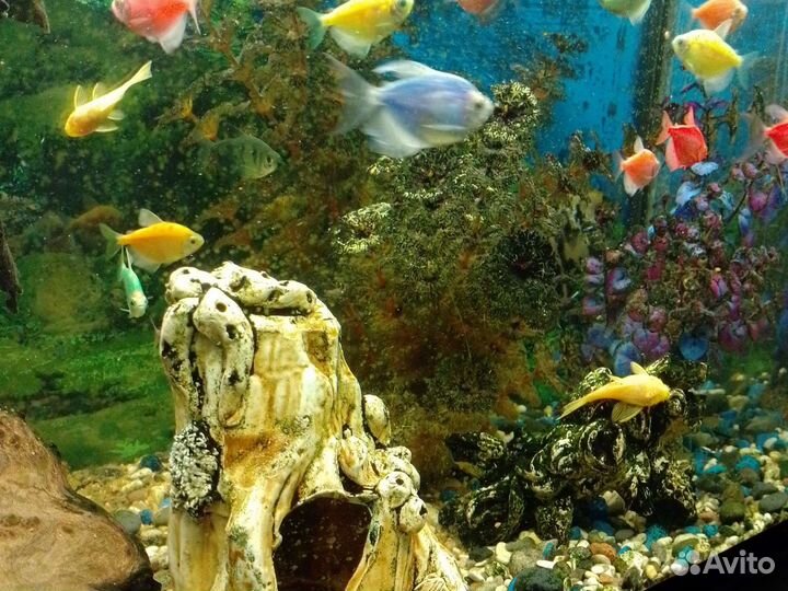 Аквариум с рыбками