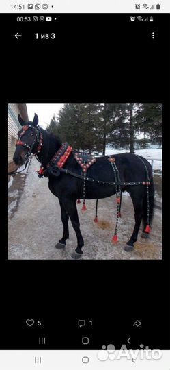 Упряжь на лошадь