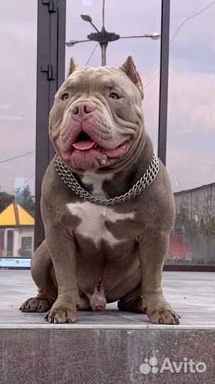 Щенки американского булли