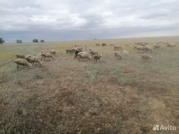 Овцы бараны ягнята