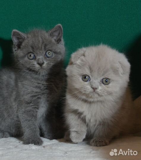 Девочки милашки