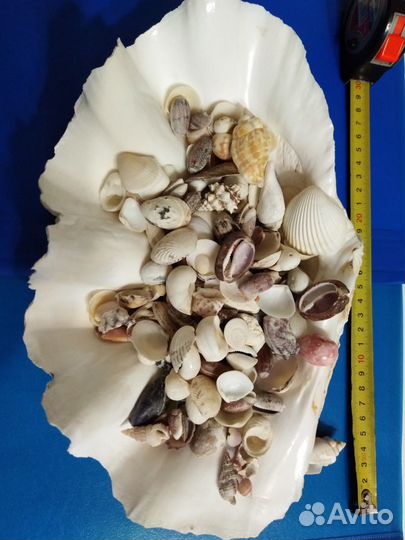 Морские ракушки