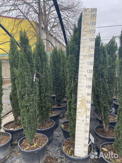 Тис шар,ягодный фастигиат,хилли,хикси,репандерс