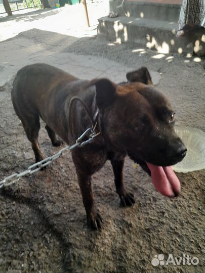 Отдам бесплатно