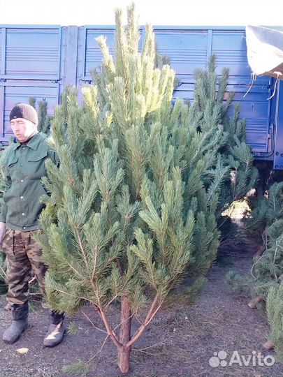 Новогодняя ёлка, сосна