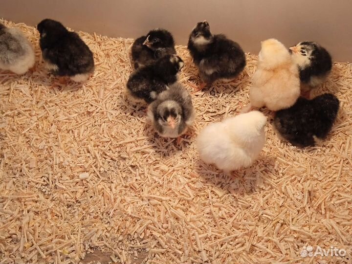 Цыплята Брама, Виандоты чёрное серебро, Ленггорн