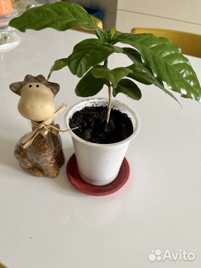 Цветок комнатный Кофе арабика