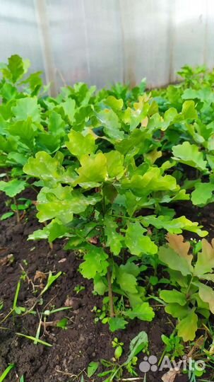 Саженцы дуба