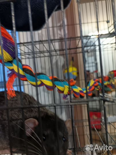 Крыски Дамбо с клетками на колесиках