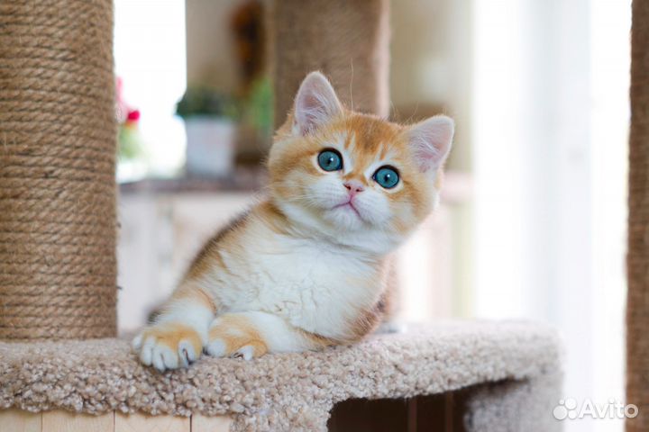 Яркий британский мальчик