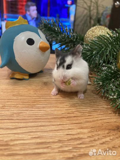 Хомяки кэмпбелла