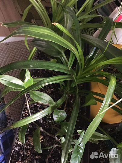 Комнатные растения