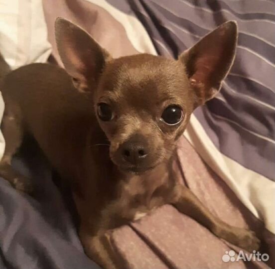 Вязка чихуахуа голубой чихуа кобель ждет королеву