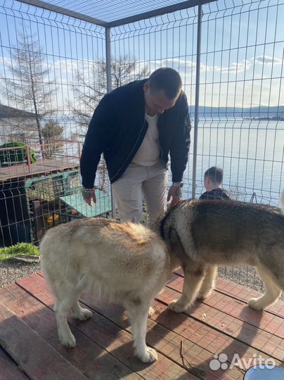 Кинолог, зоопсихолог