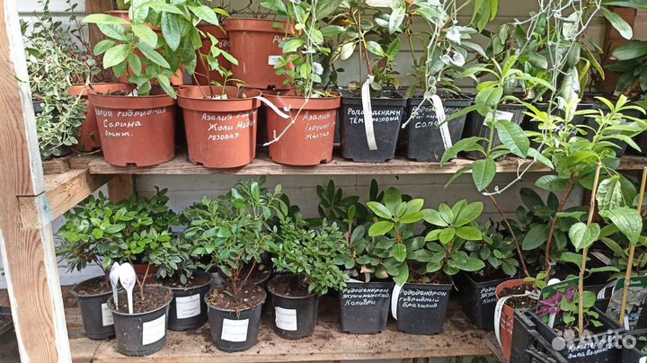 Рододендроны