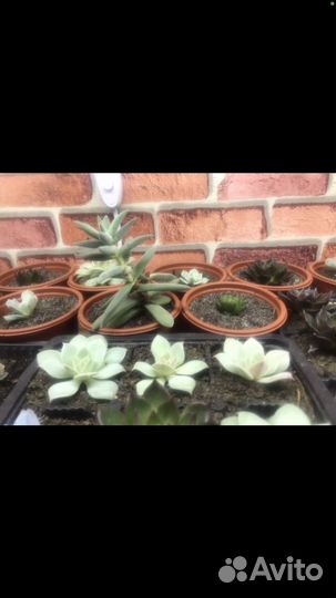 Комнатные растения