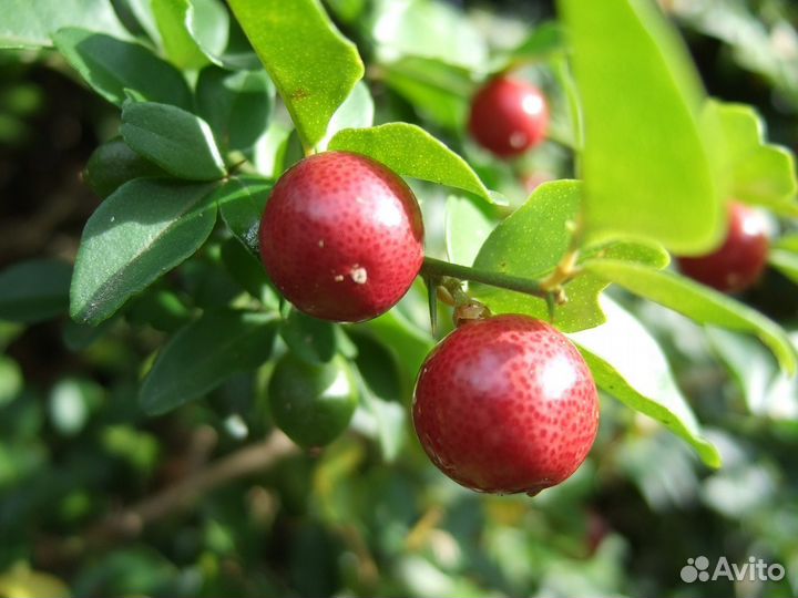 Трифазия Triphasia trifolia с пересылкой