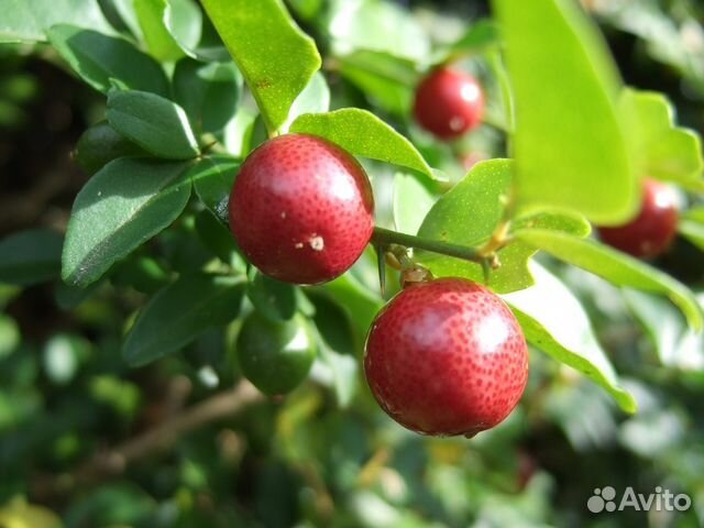 Трифазия Triphasia trifolia с пересылкой