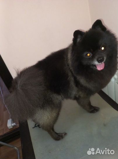 Стрижка собак