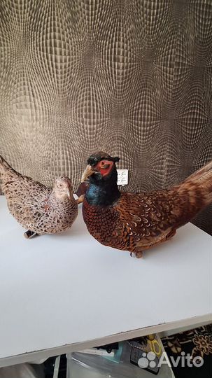 Чучело фазанов(самец и самка)