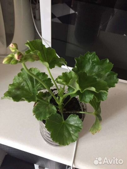 Герань Тюльпановидная (пеларгония), есть цветущие