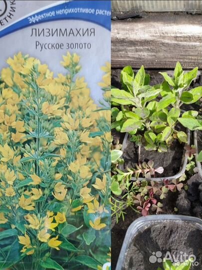 Лилейники и др. Многол