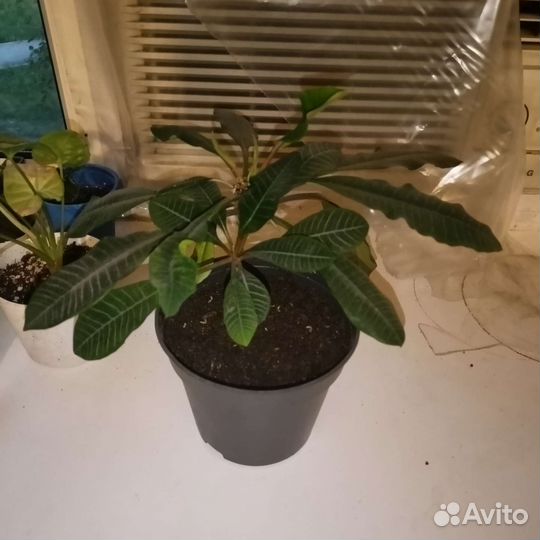 Молочай пальмовый