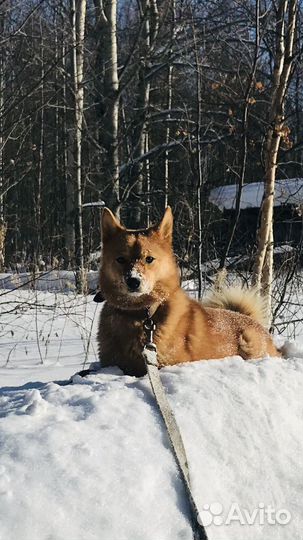 Щенки карело финской лайки