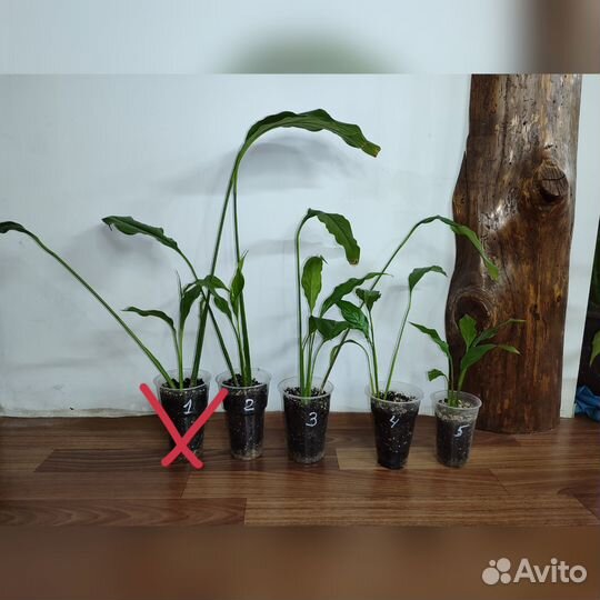 Спатифиллум Себастьян крупномер