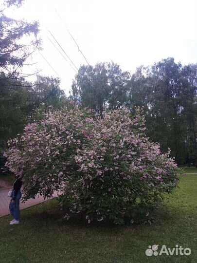 Сирень венгерская