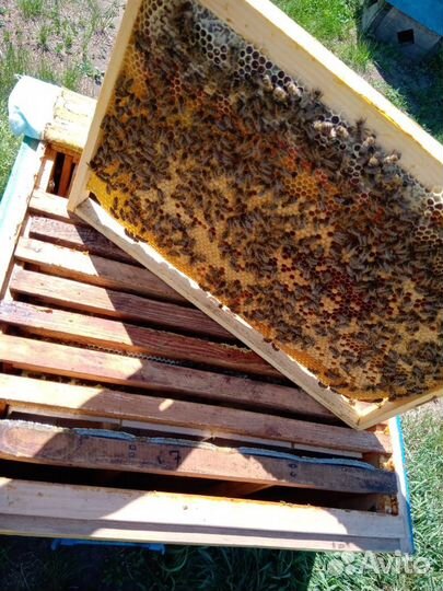 Бакфаст пчелопакеты, пчелосемьи