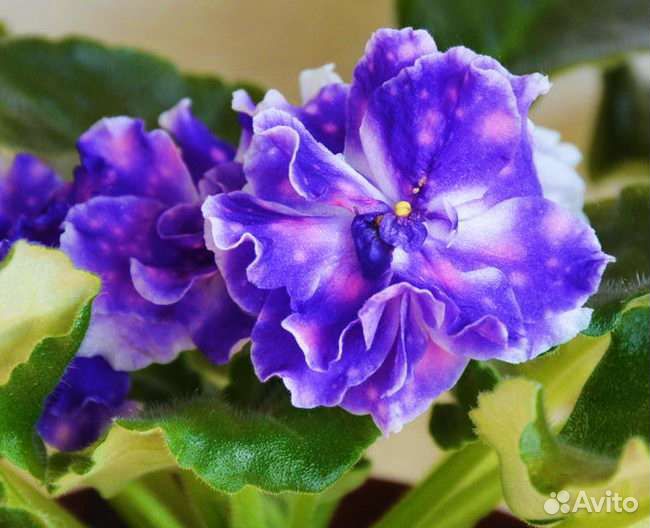 Сортовые фиалки