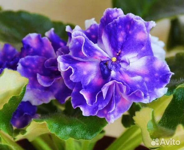 Сортовые фиалки