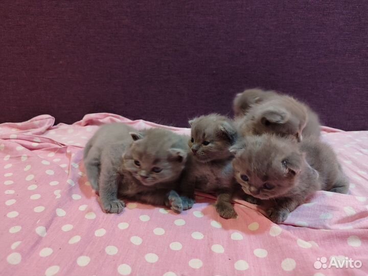 Шотландские котята