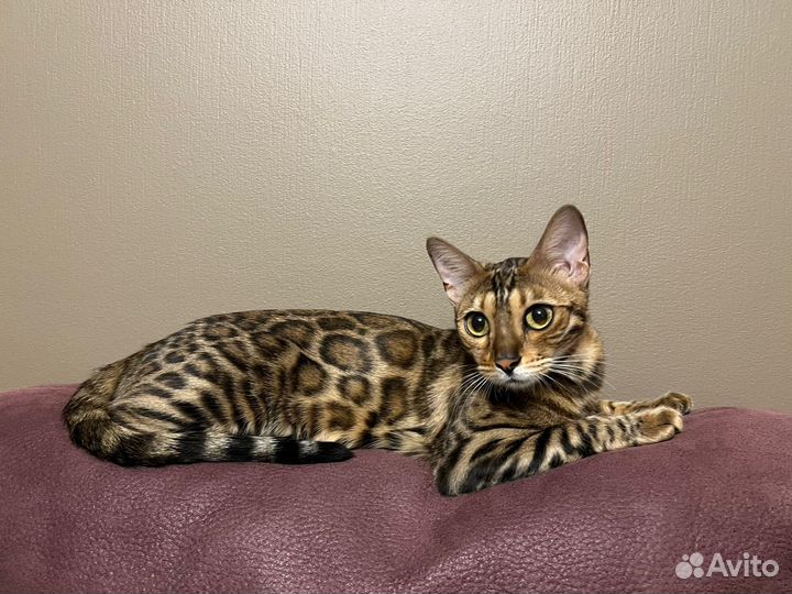 Бенгальская кошка