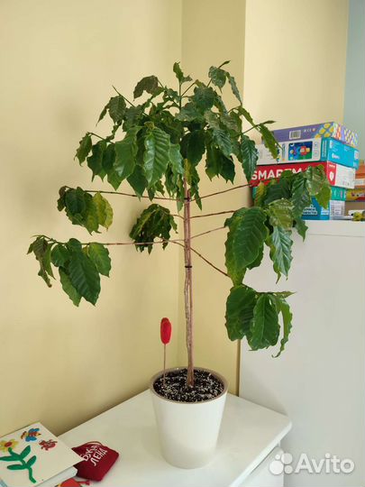 Кофе Арабика