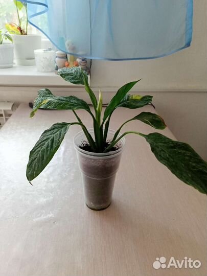 Спатифиллум вариегатный