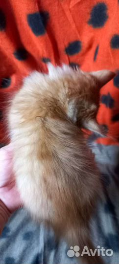 Пушистая Рыжулька