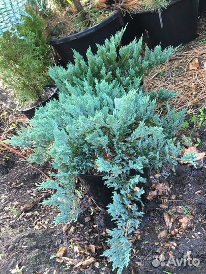 Можжевельник стелющийся Блю Чип