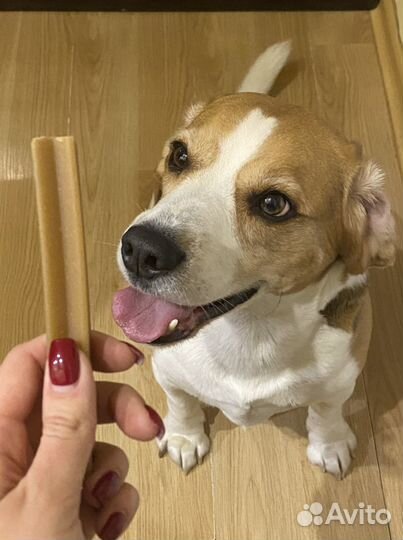 Передержка