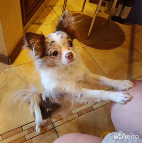 Чихуахуа длинношёрстный