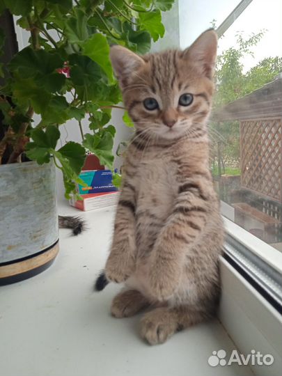 Котятки шотландские