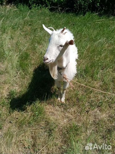 Коза и козёл