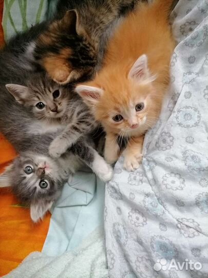 Котики в добрые руки