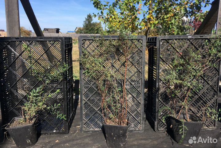 Спирея серая зкс окс 10шт