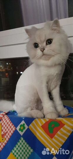 Передержка кошек