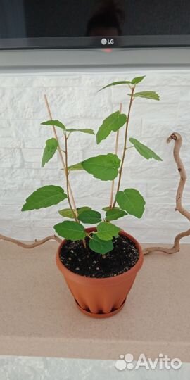 Крупные экземляры фикусов