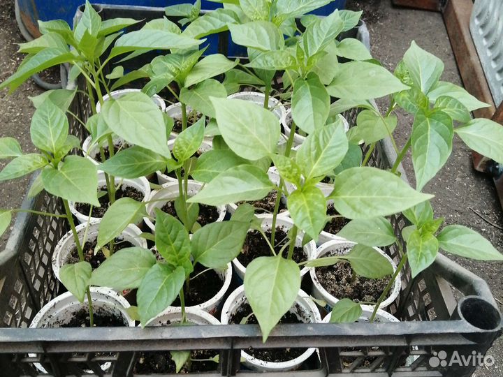 Рассада сладкого перца