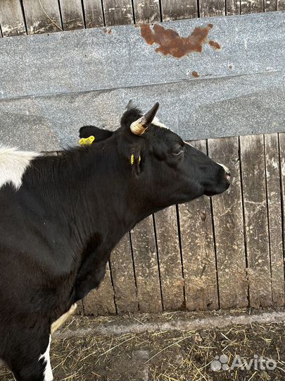 Продам корову