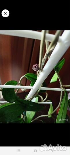 Хойя, кротоны